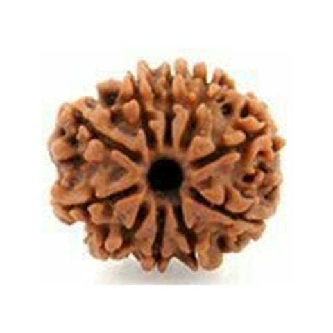 10 Mukhi Rudraksha