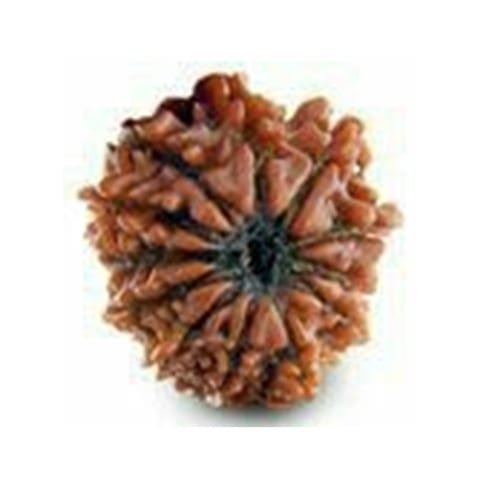 12 Mukhi Rudraksha