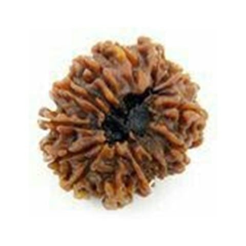13 Mukhi Rudraksha