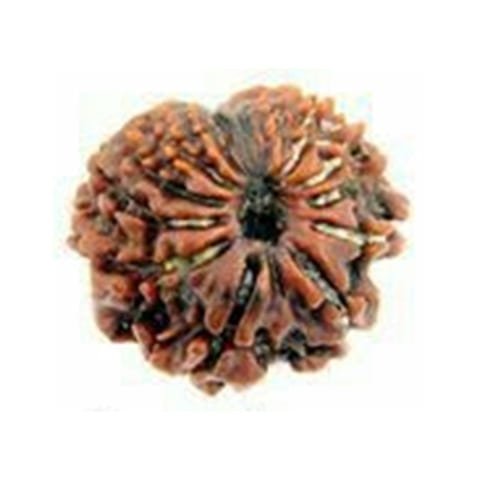 14 Mukhi Rudraksha