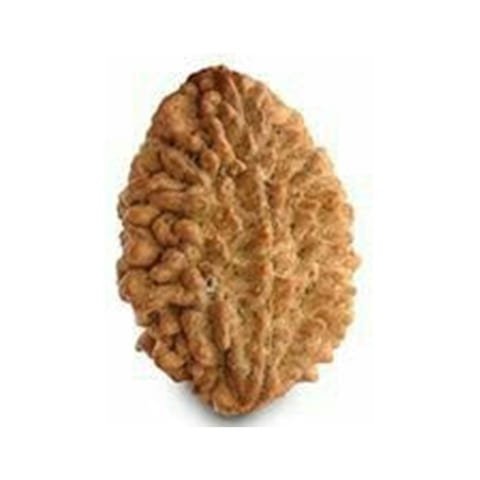2 Mukhi Rudraksha