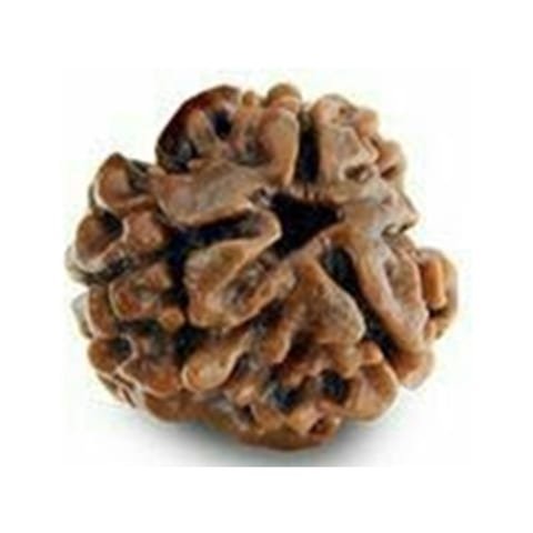 3 Mukhi Rudraksha