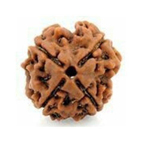 4 Mukhi Rudraksha