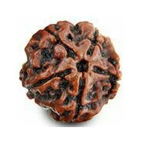 5 Mukhi Rudraksha