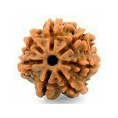 7 Mukhi Rudraksha