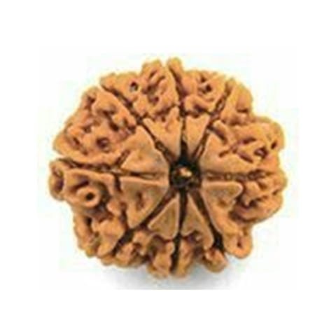 8 Mukhi Rudraksha